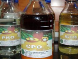 Harga CPO Melonjak! Belawan Tembus Rp14.575/kg, Sinyal Positif untuk Industri Sawit
