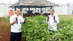 Panen Kedua Terung Ungu SAE Rutan Pelaihari Capai 335 Kg
