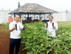 Panen Kedua Terung Ungu SAE Rutan Pelaihari Capai 335 Kg
